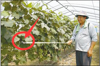葉面肥施用指南 葉面肥施用指南